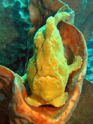 Frogfish Bunaken National Park Indonesia by Harrie De Jonge 
